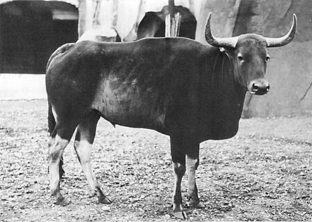 ការបន្តពូជរបស់គោព្រៃ (Kouprey)