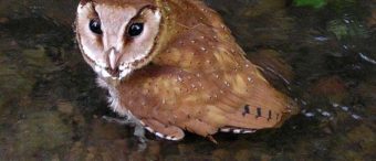 សត្វ​ឪឡ​ក្របី (Oriental Bay Owl)