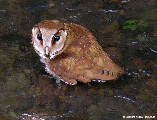 សត្វ​ឪឡ​ក្របី (Oriental Bay Owl)