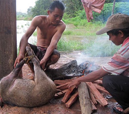 អំពី​របរ​រកស៊ី​របស់​ជនជាតិ​កួយ